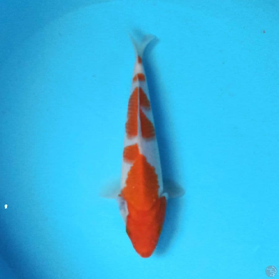 KOHAKU 23 cm