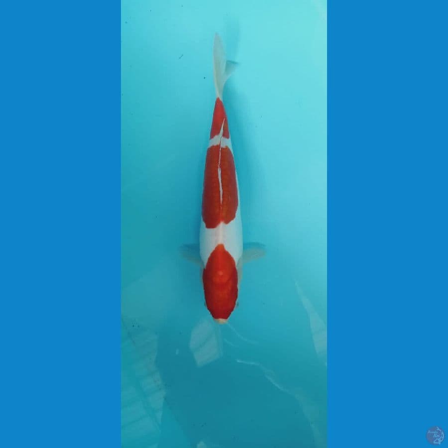 kohaku doitsu