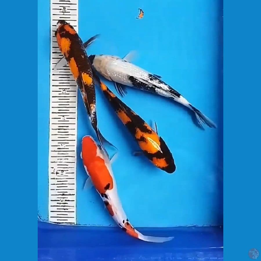 MIX 26-27CM