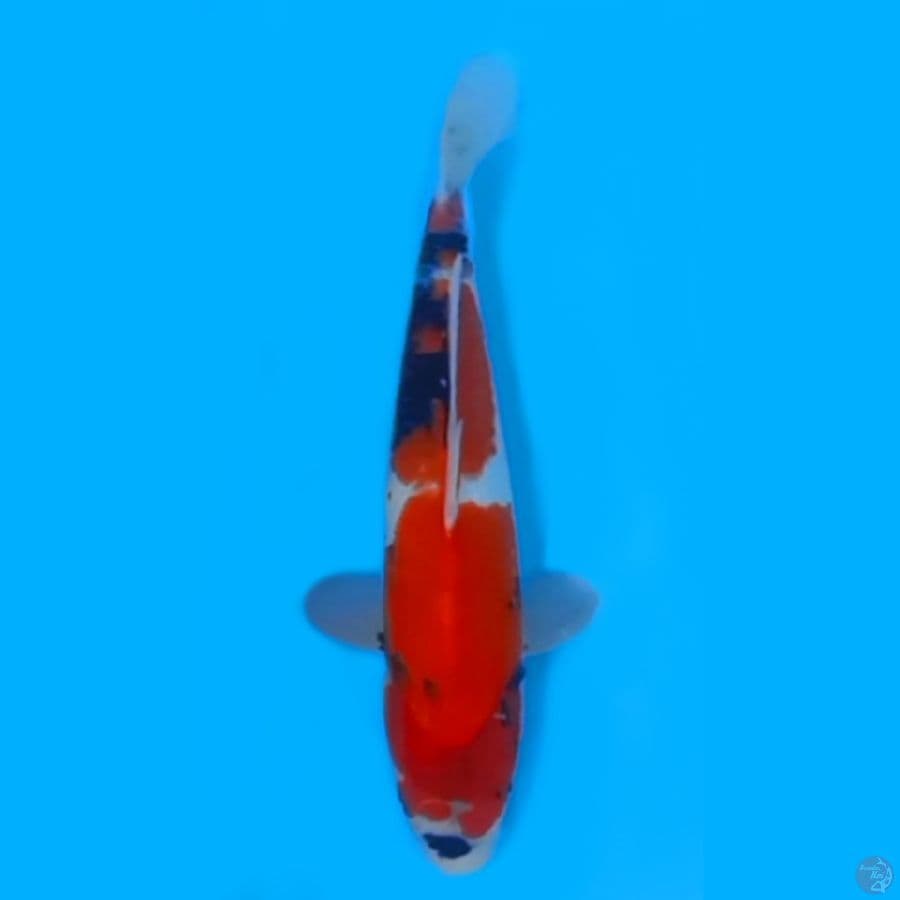 SHOWA TATEGOI 33cm FEEMALE
