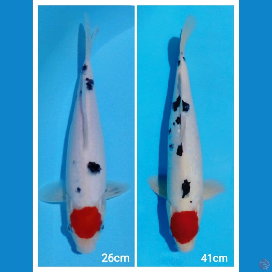 26,41cm