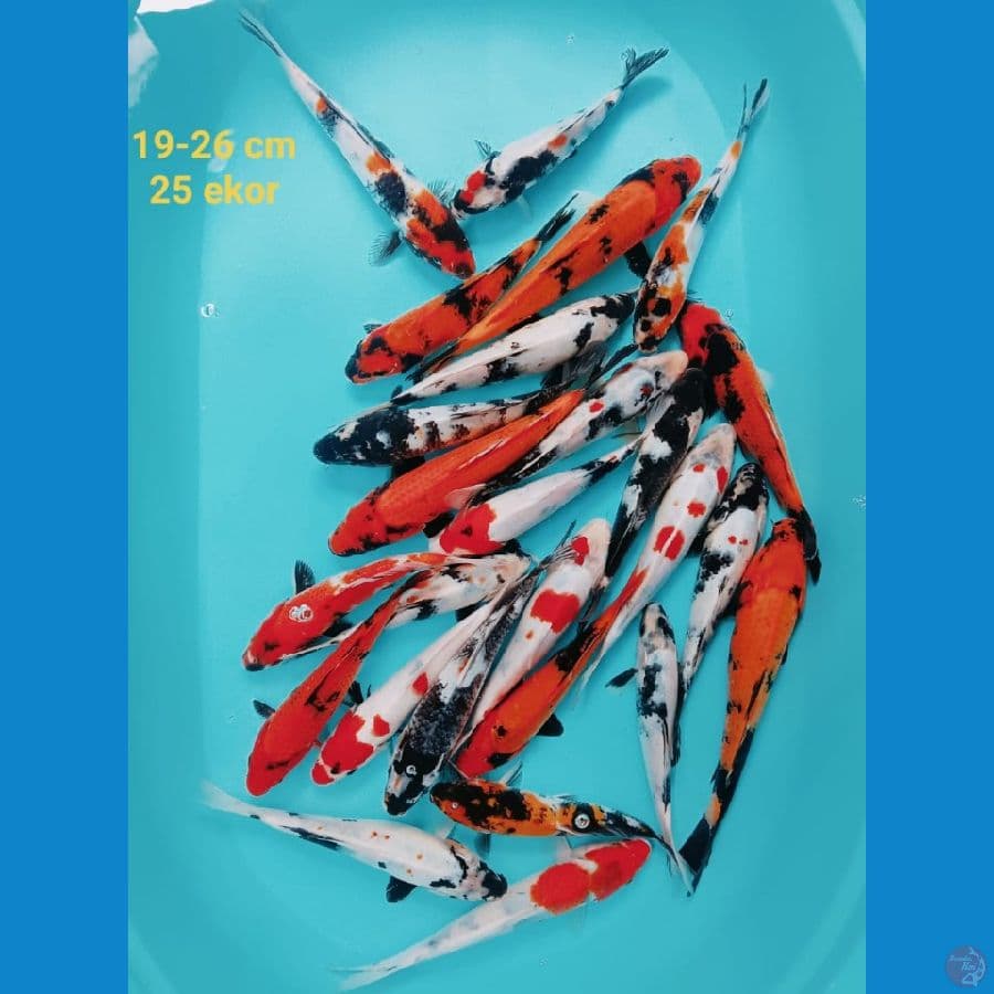 mix koi | 19-26 cm 25 ekor | uncheck