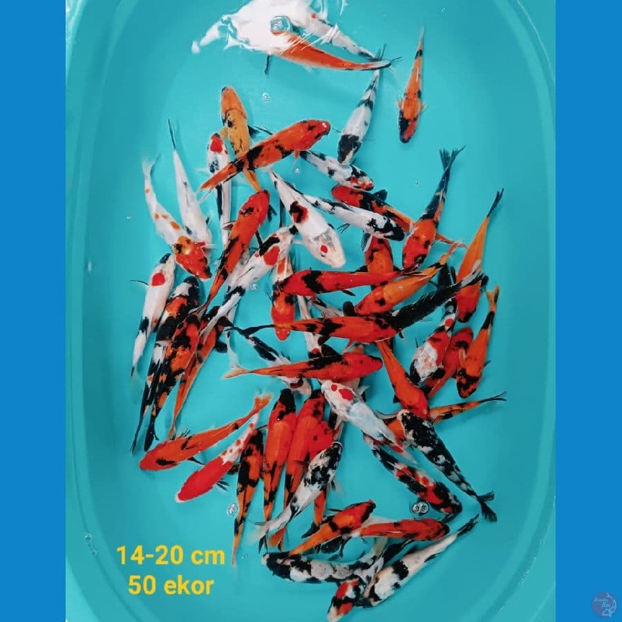 mix koi | 14-20 cm 50 ekor | uncheck