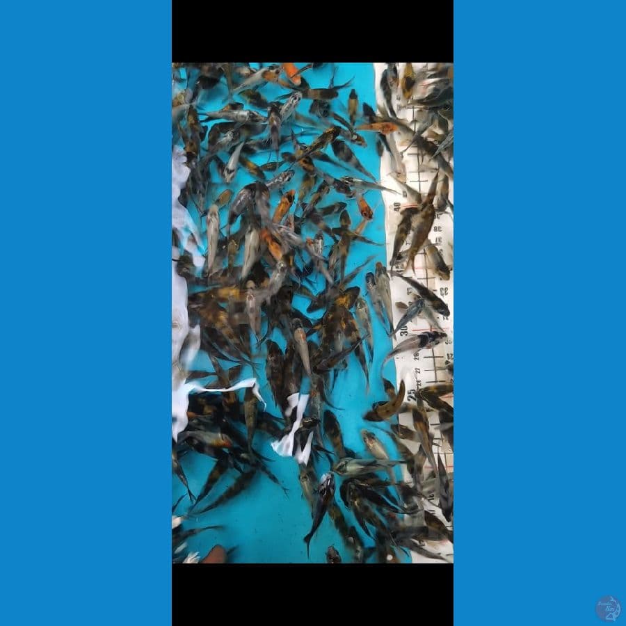 Bibit Shiwa 250 ekor