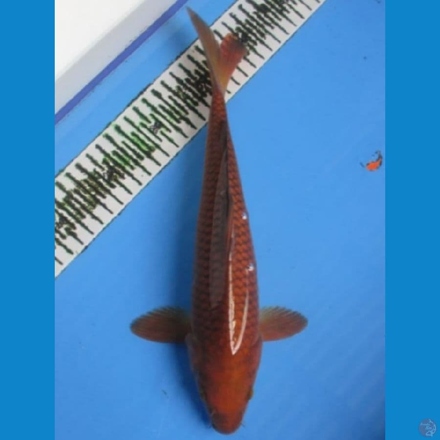 CHAGOI TEMBAGA 30 CM