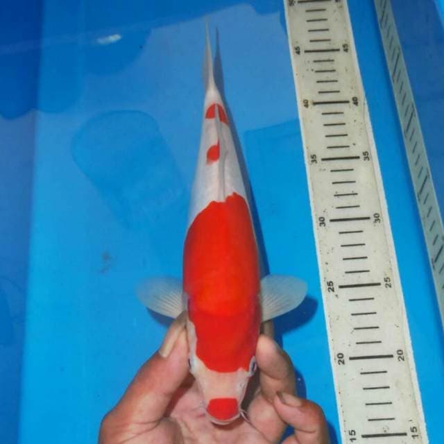 KUCIBENI KOHAKU
