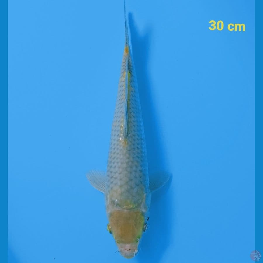Maruten ochiba 30 cm