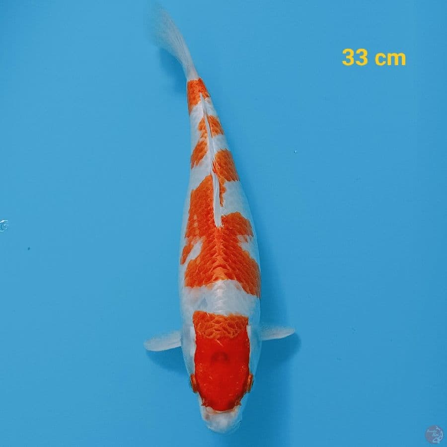 Grade A Hariwake 33 cm