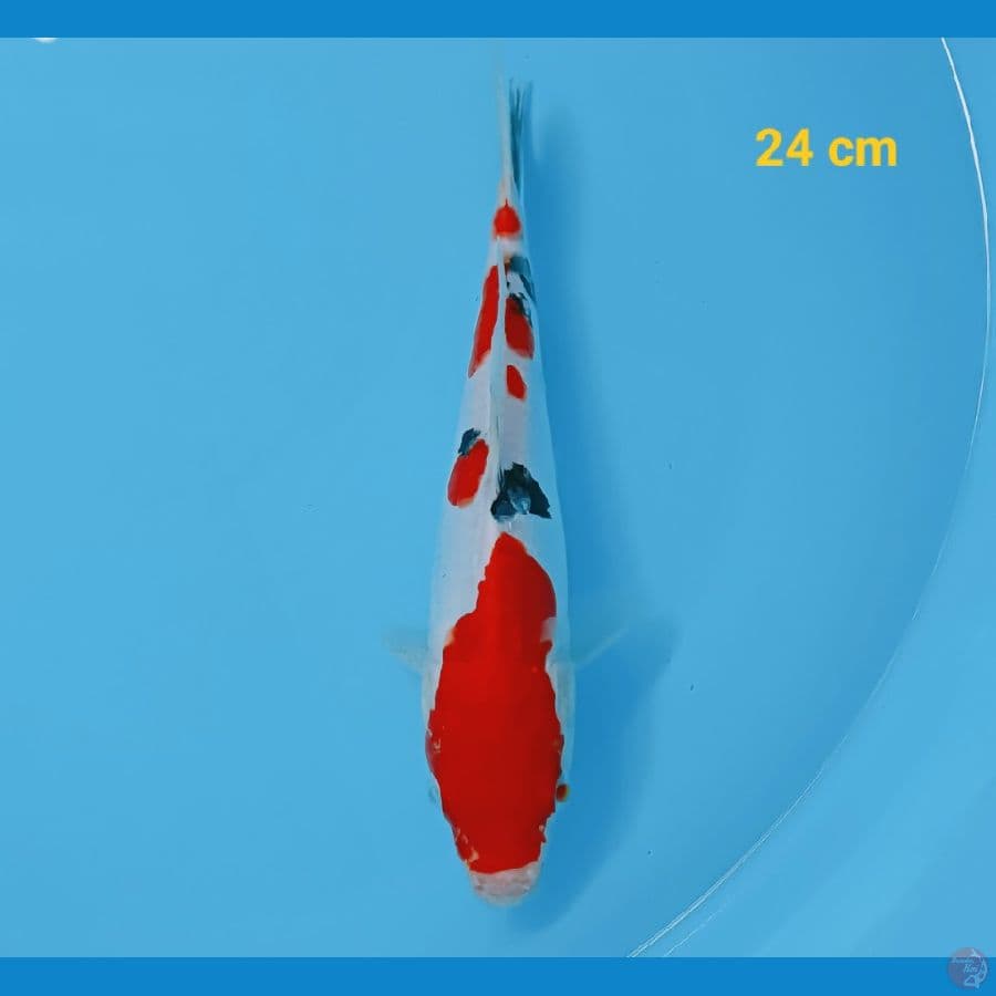 Sanke Doit 24 cm