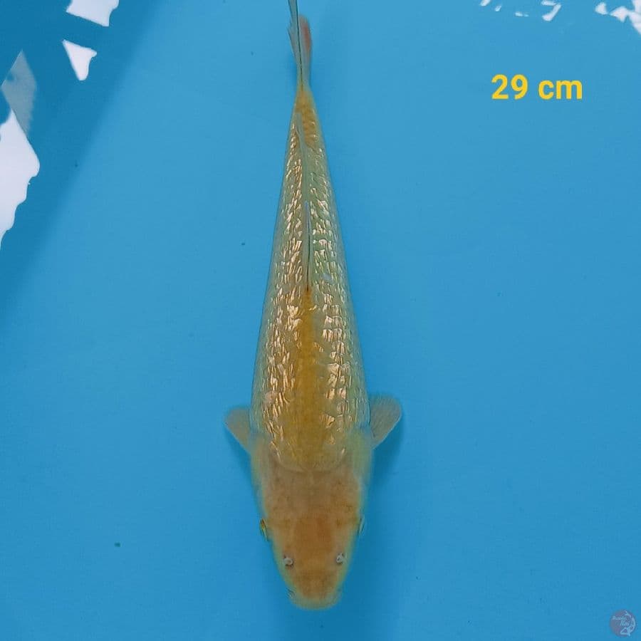 midori Ginrin 29 cm