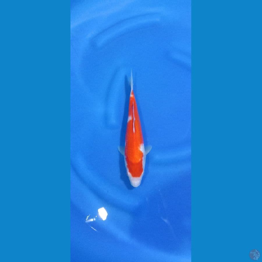 kohaku red strong 25cm