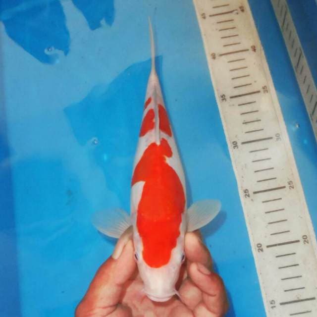 Kohaku Merah Putih