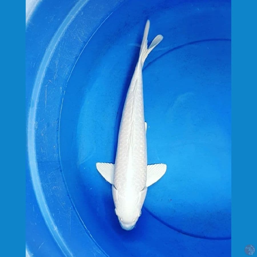 Snow White 40 Male