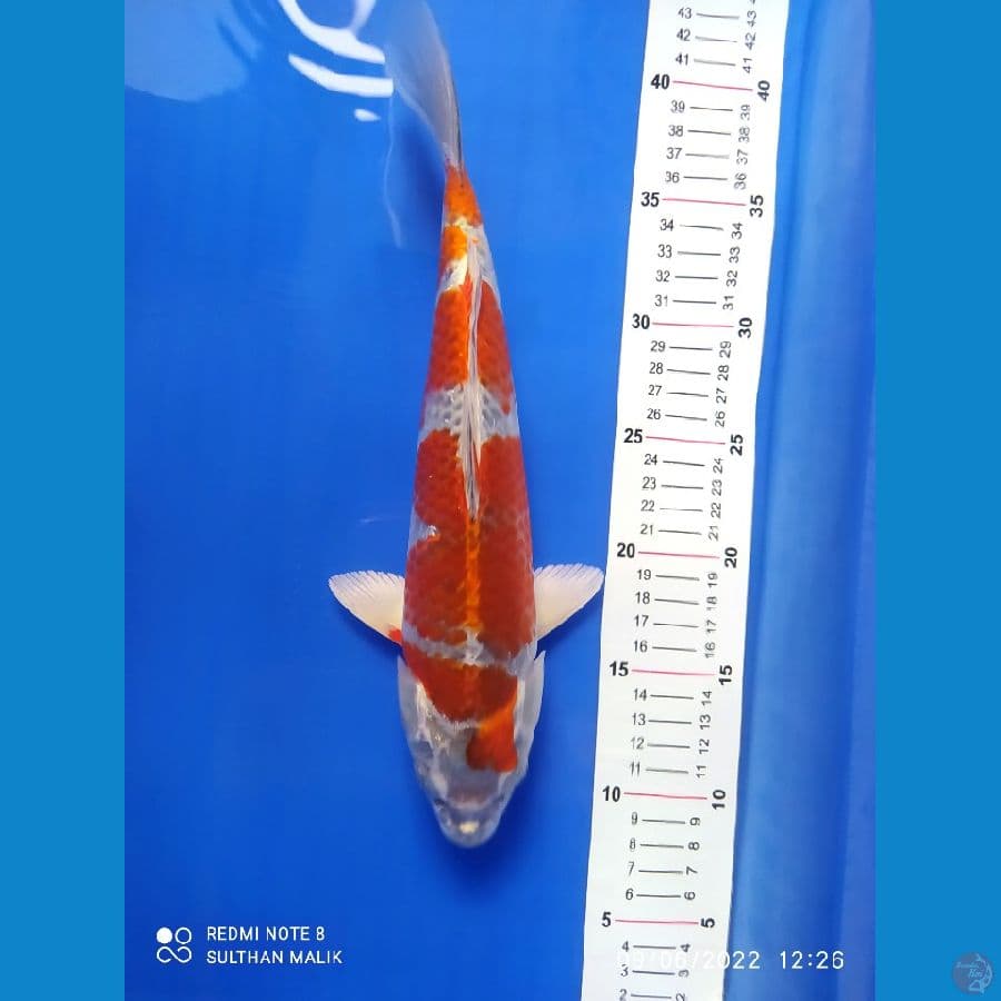 kujaku 32 cm
