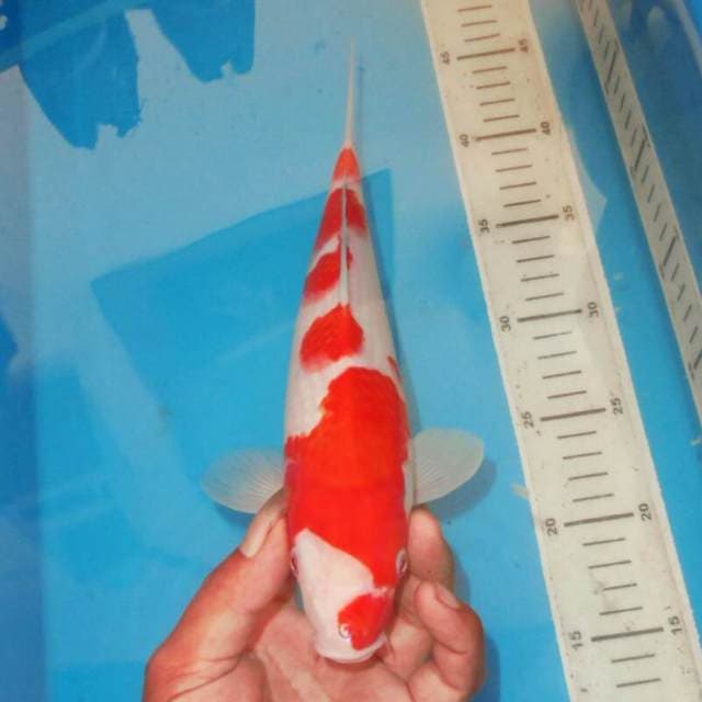 KOHAKU TOTOL TOTOL