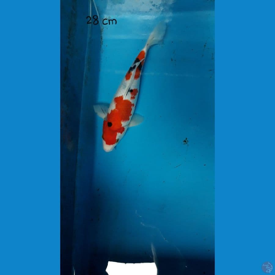 sanke 28 cm
