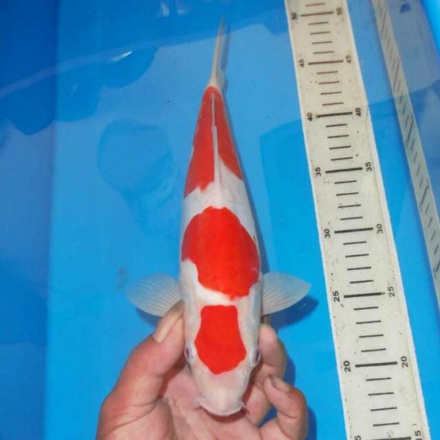 KOHAKU HQ