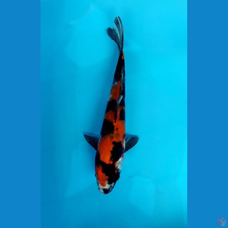 Showa 34cm