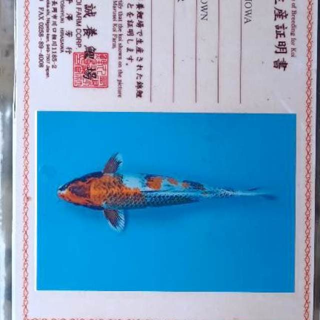 Kin Showa import Marusei 34