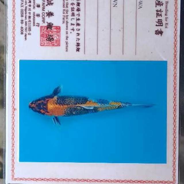 Kin Showa import Marusei 37