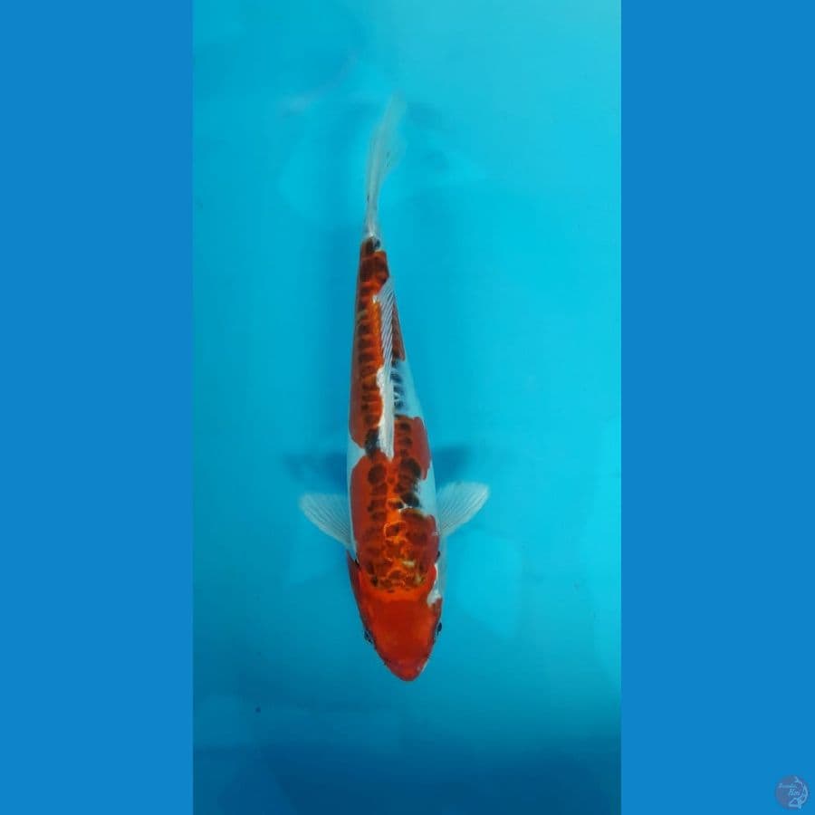 Kojaku doitsu 29cm