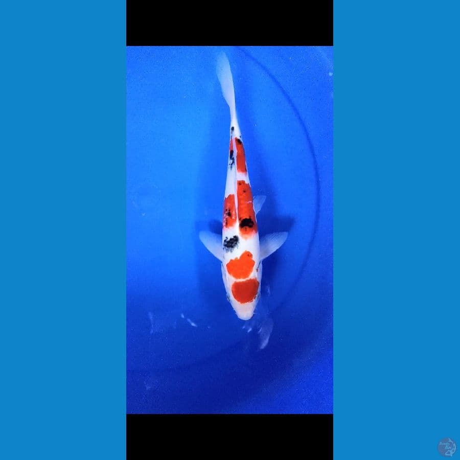 Sanke M 28cm