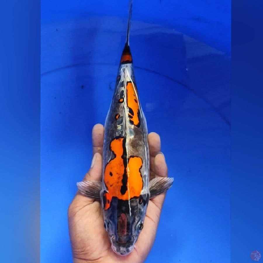 BENIKIKO 31CM