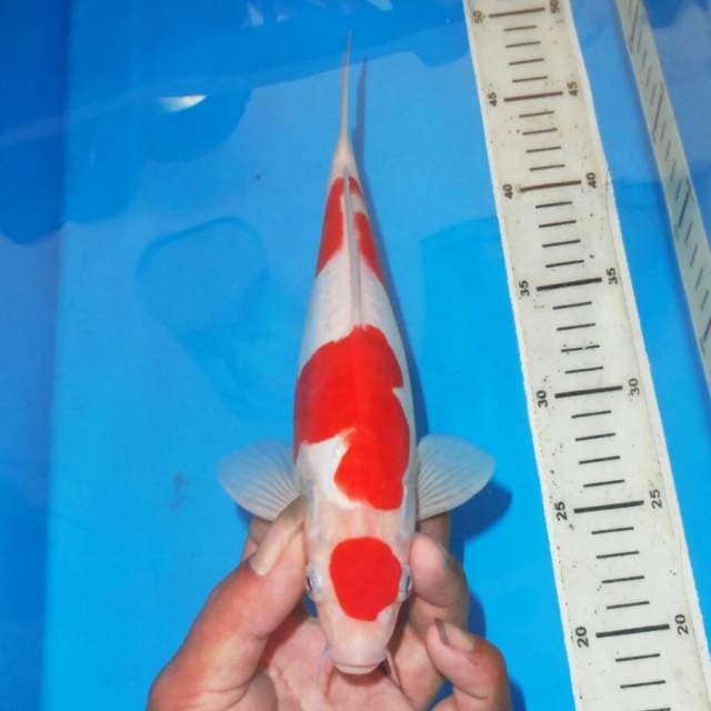 KOHAKU BAGUS
