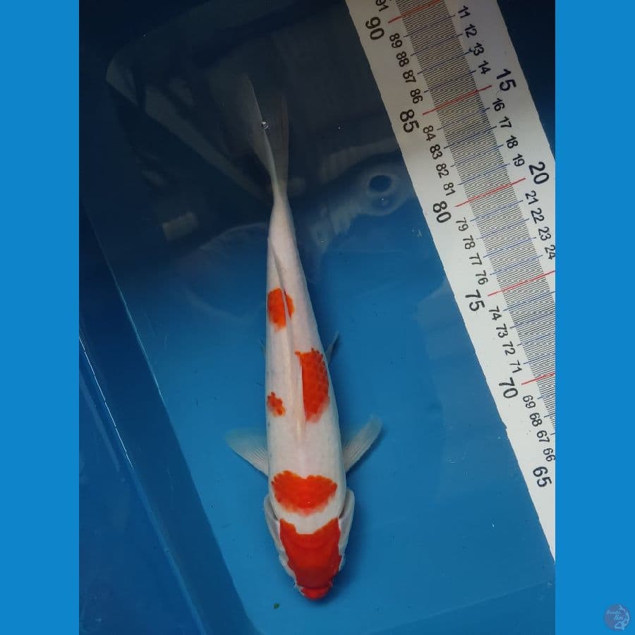 Kohaku