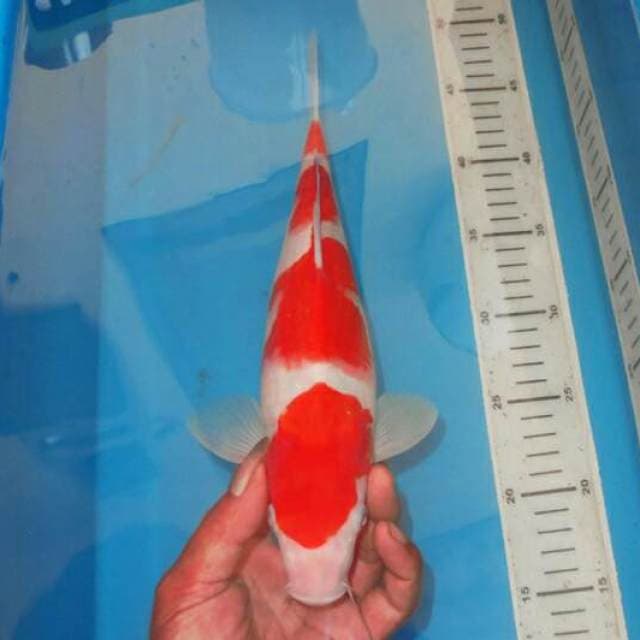 KOHAKU