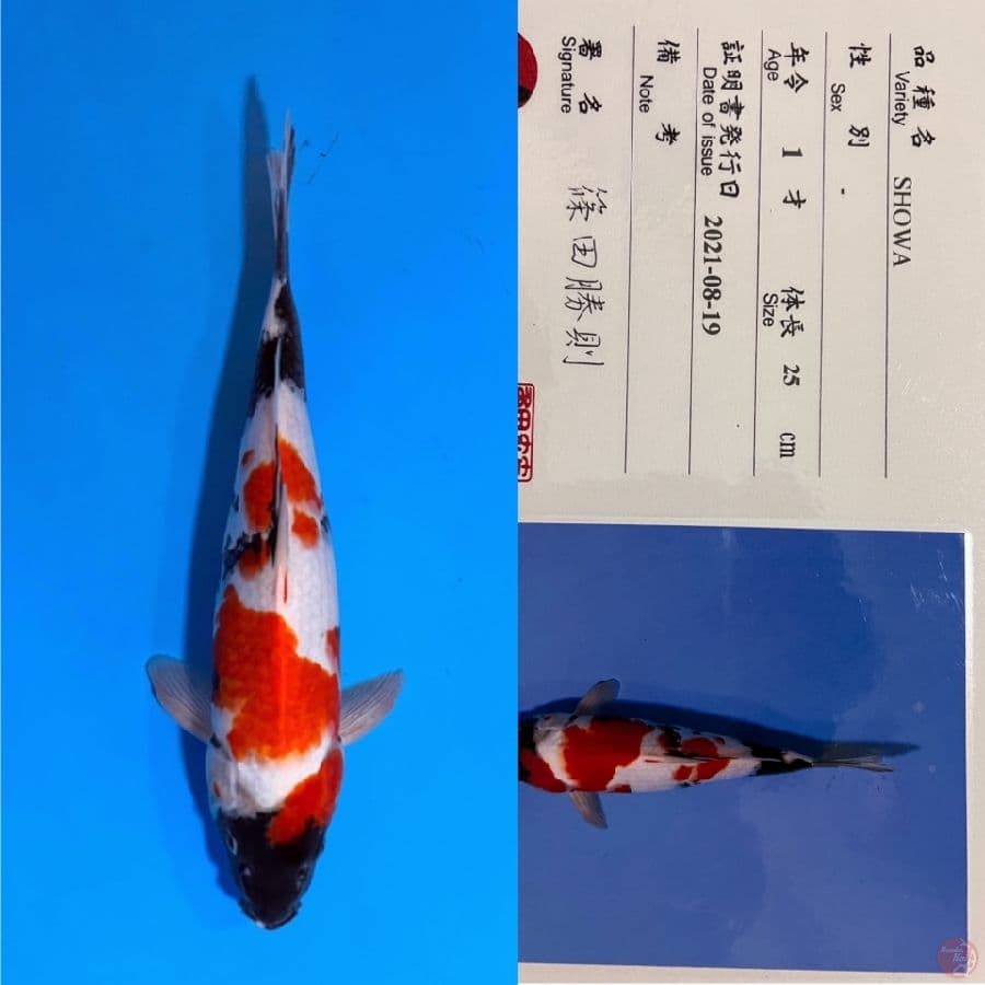 SHINODA SHOWA 35cm