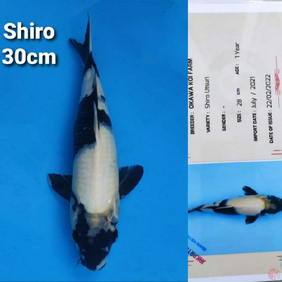 OKAWA SHIRO 30CM