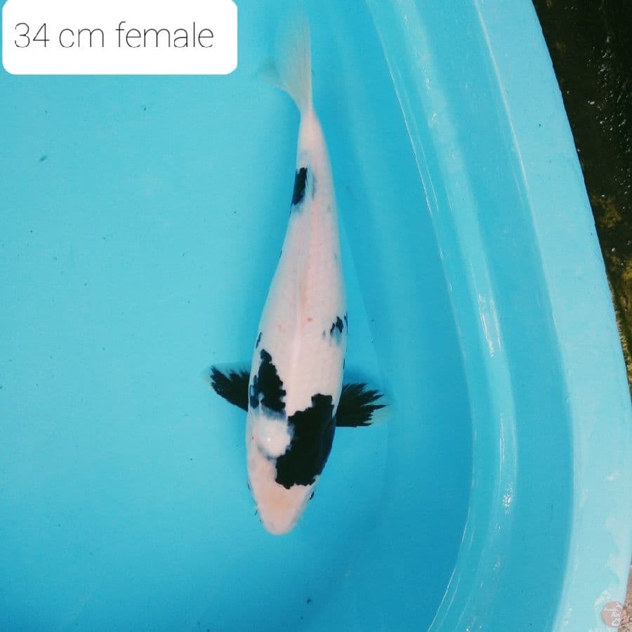 shiro 34 cm fe male