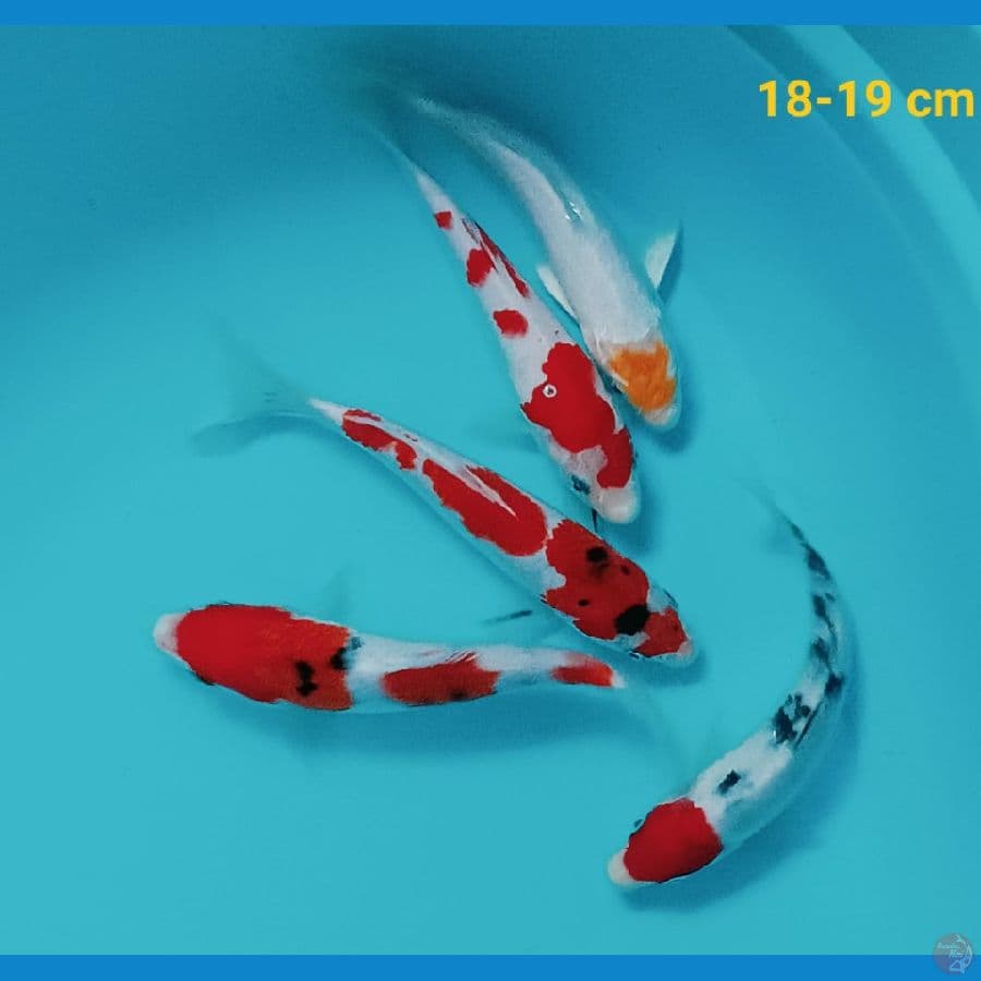 gosanke 18-19cm