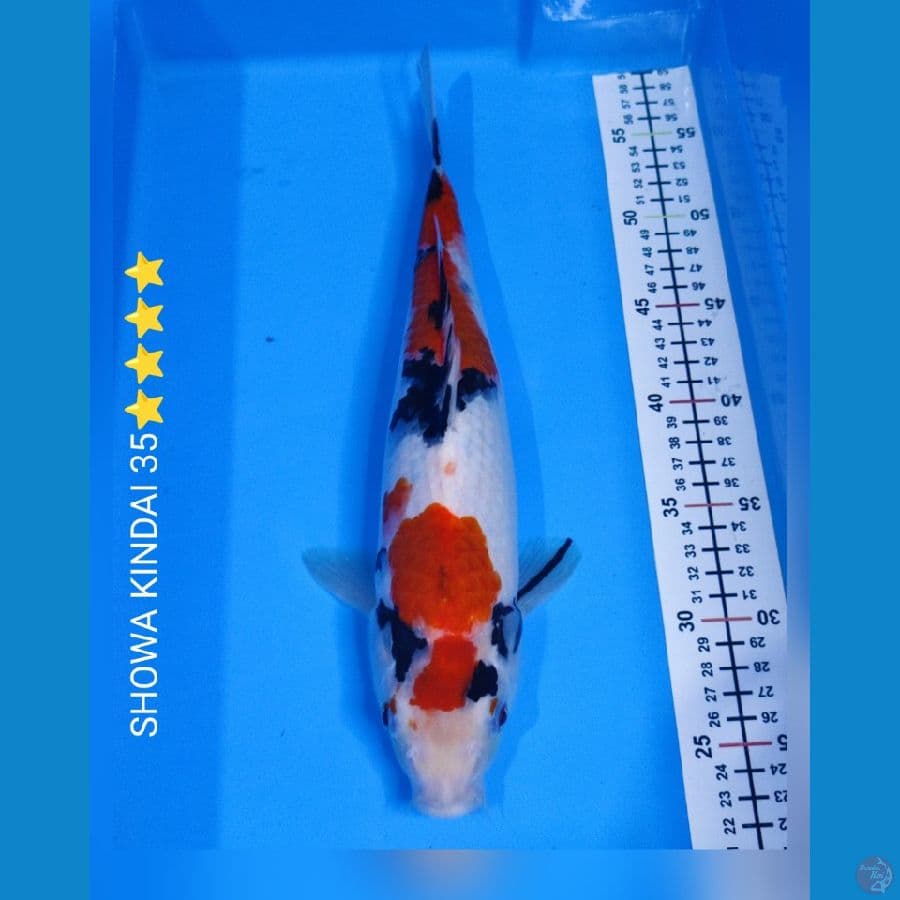 SHOWA 35 CM⭐⭐⭐⭐