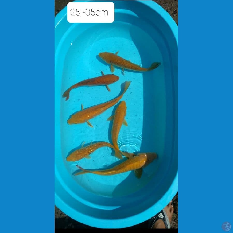 paket cagoi campuran