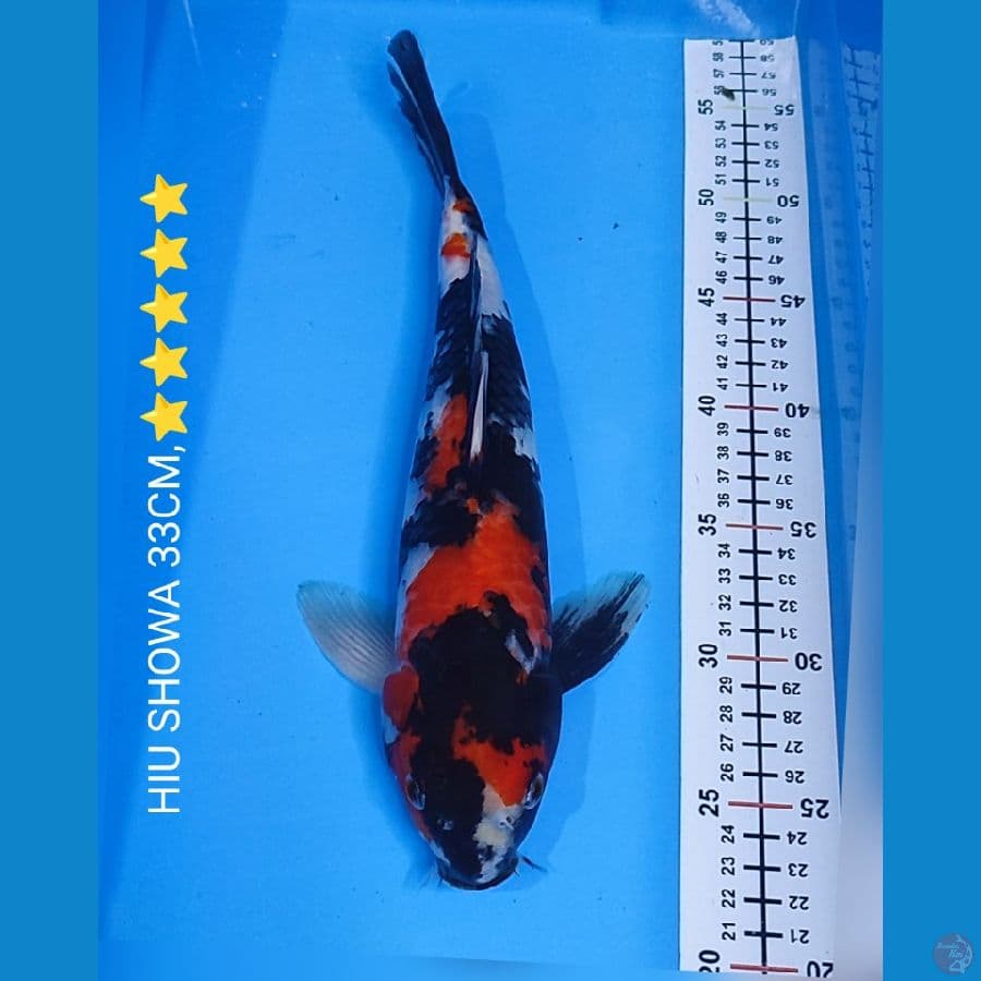 HIU SHOWA 33CM ⭐⭐⭐⭐⭐