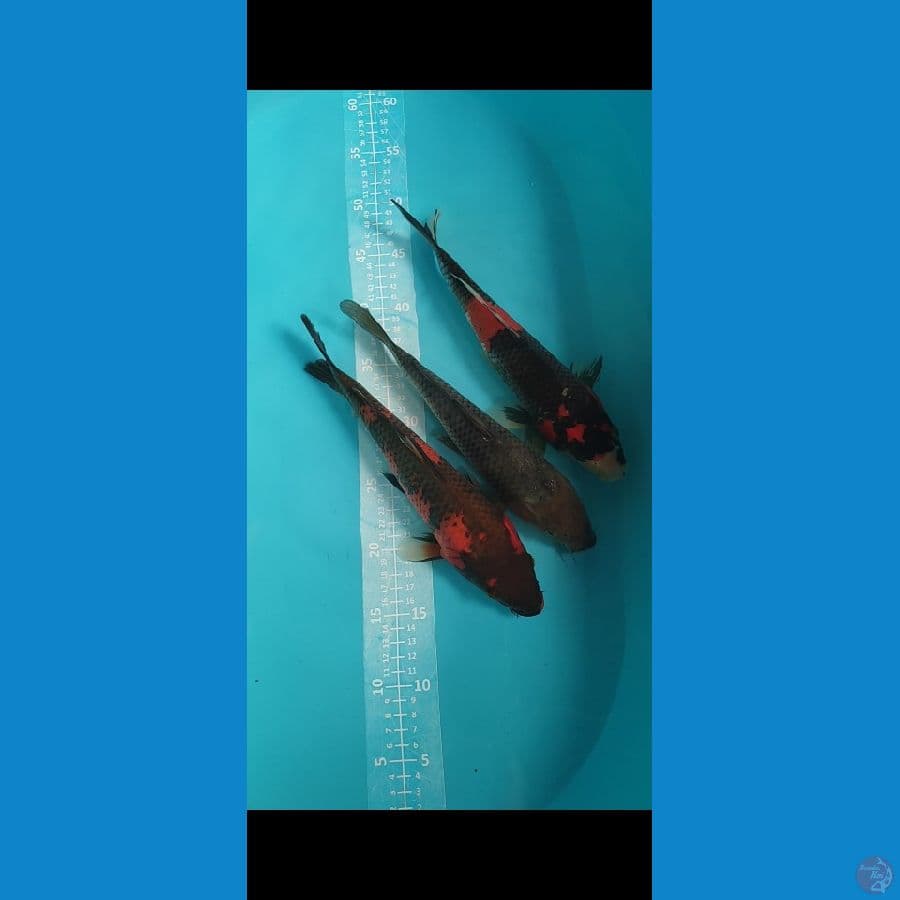Showa Utsuri Soragoi 27-30cm