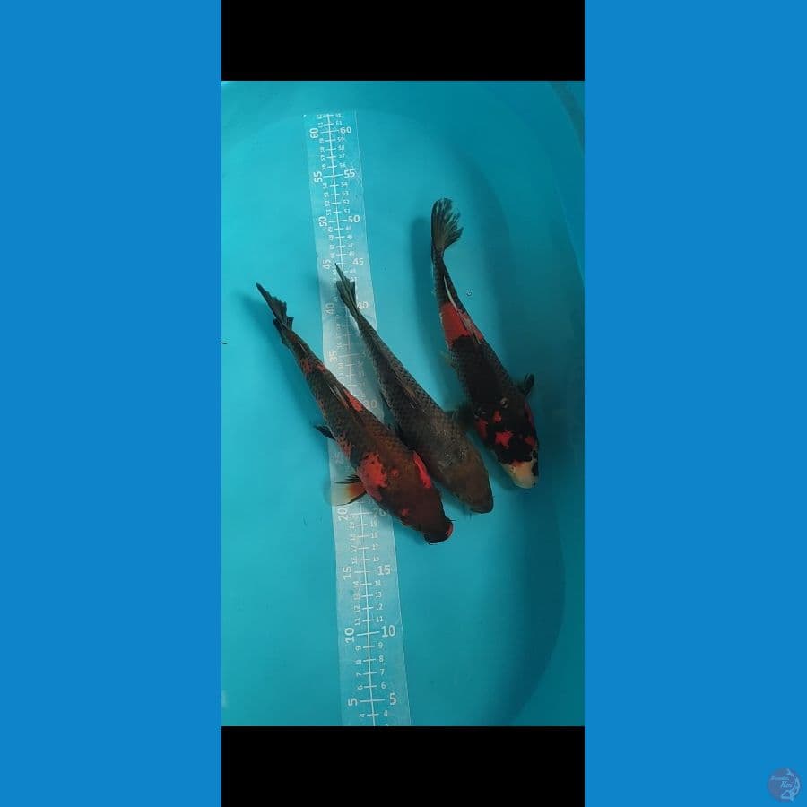 Showa Utsuri Soragoi 27-30cm