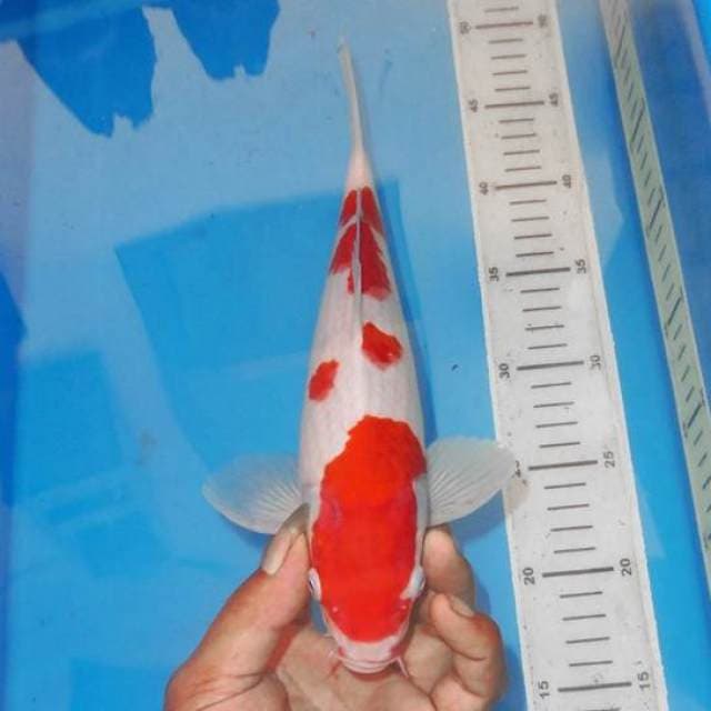 YOI KOHAKU 3STEP
