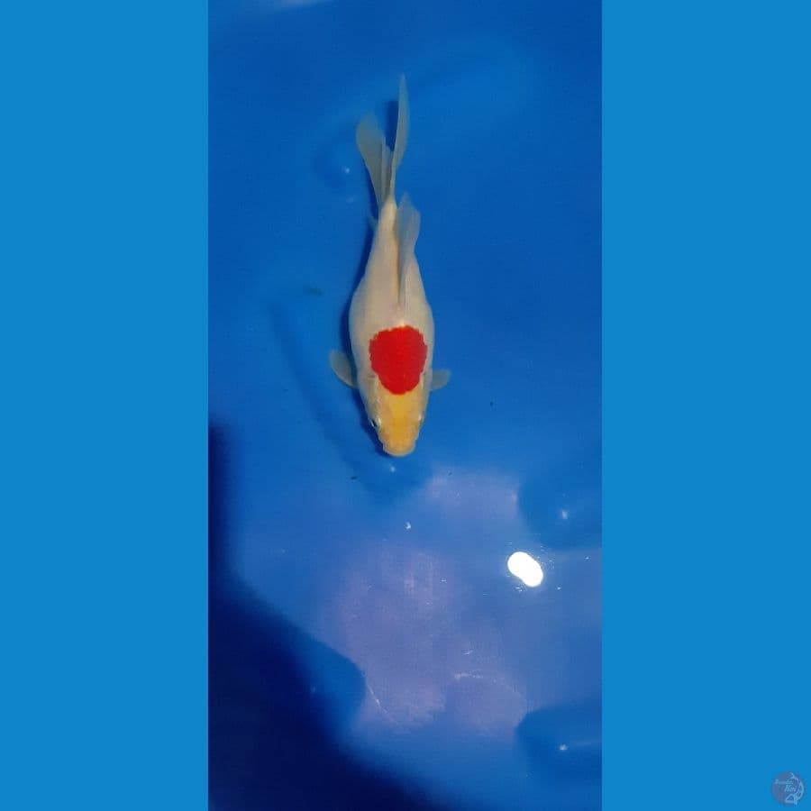 Tamasaba 24 cm