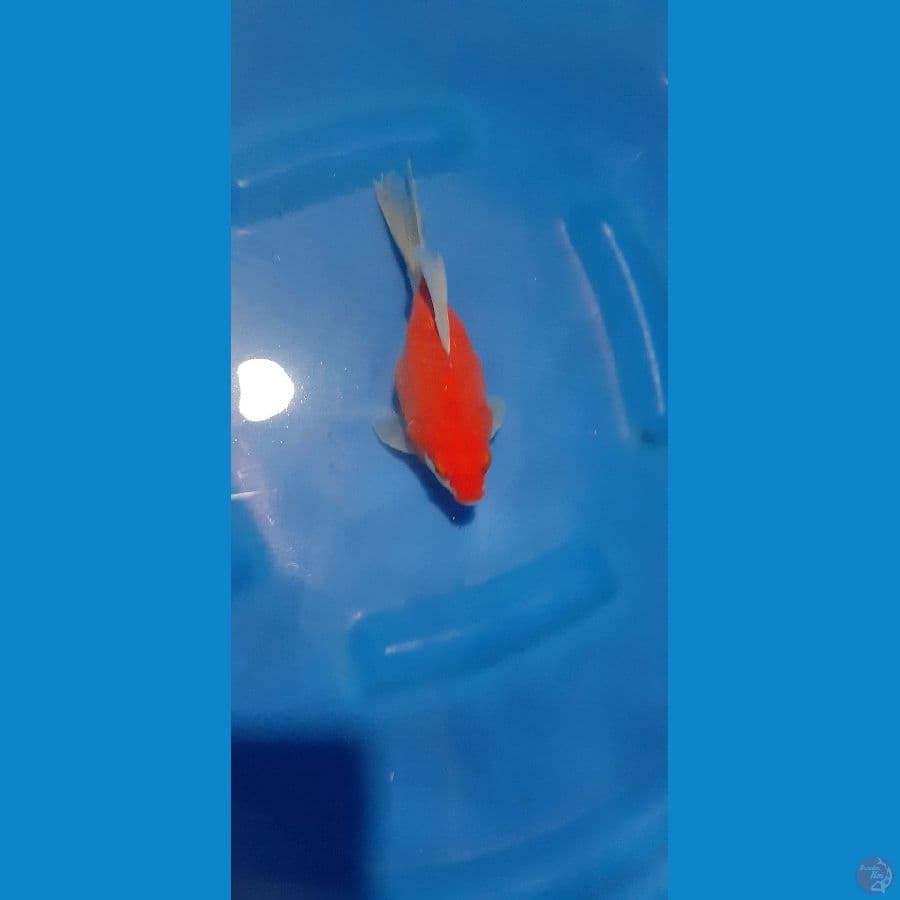 Tamasaba 19 cm