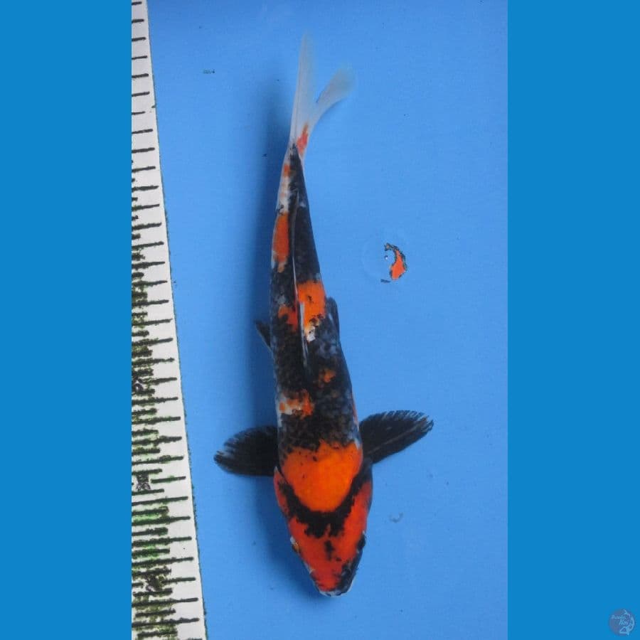 SHOWA 29CM