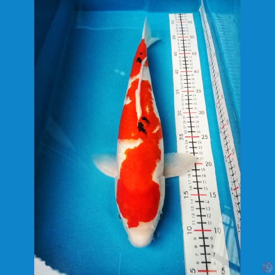 sanke 45cm
