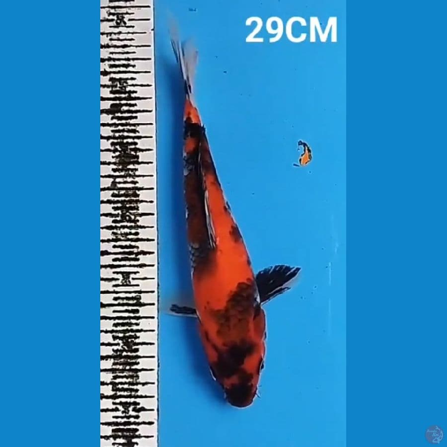 SHOWA 29CM