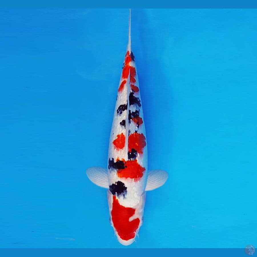 KENZEI 1 ~ SANKE SAKURA GIN RIN 31 cm/fm ™