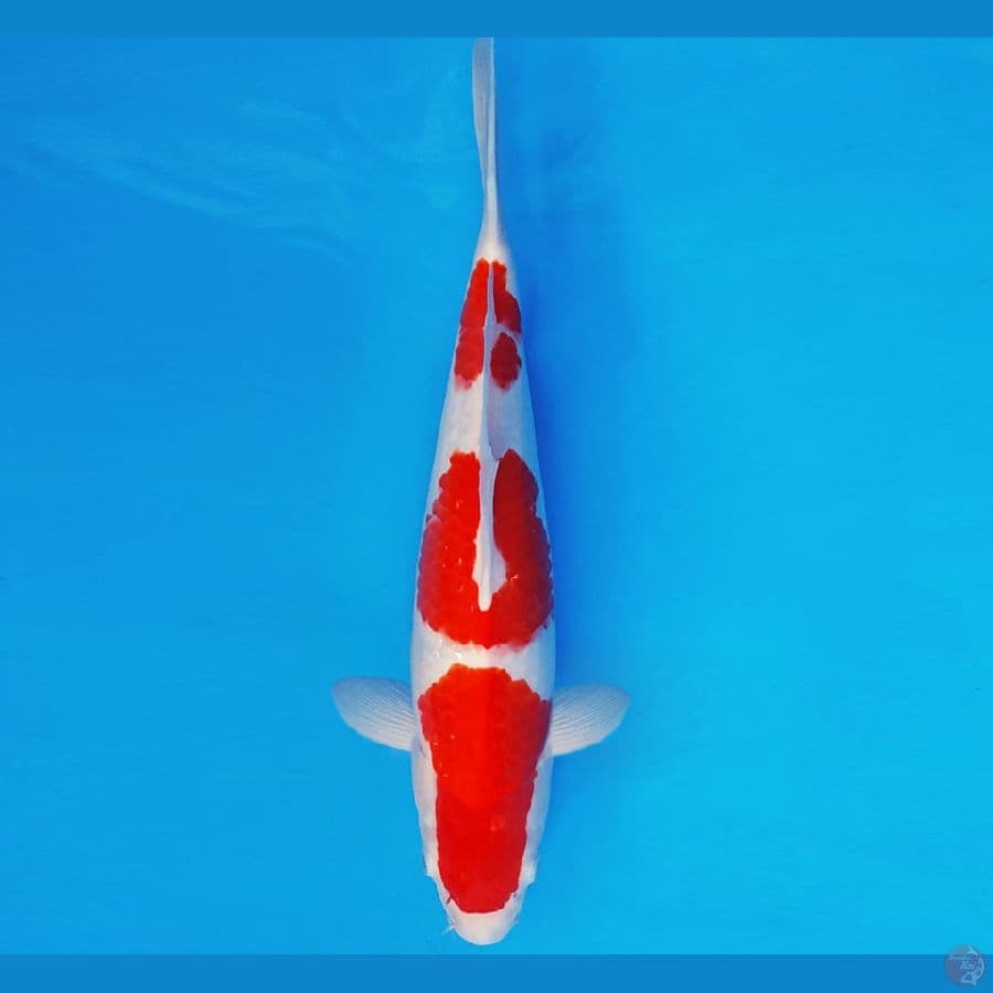 KENZEI 2 ~ KOHAKU 35 cm/fm ™