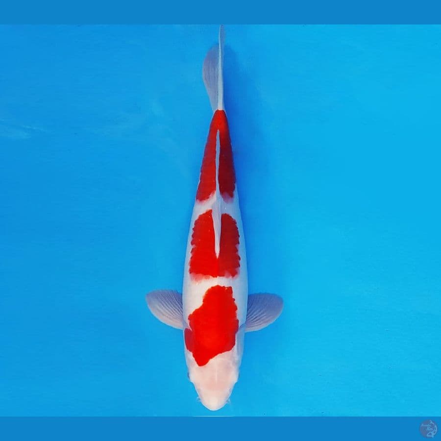 KENZEI 4 ~ KOHAKU 36 cm/male ™