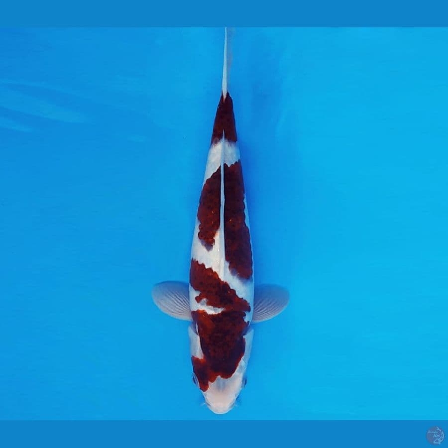 KENZEI 6 ~ GOROMO 32 cm/male ™
