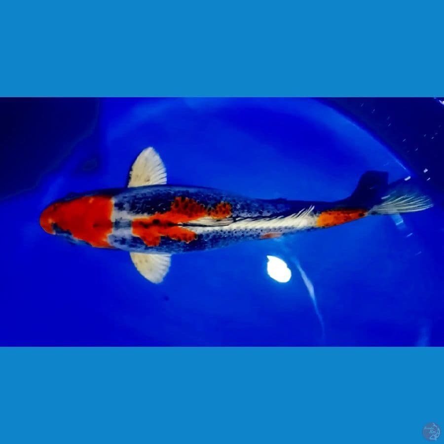 ANTIKAN 40 CM